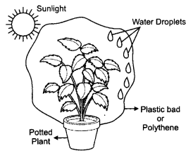 CBSE Previous Year Question Papers Class 10 Science 2019 Delhi Set II Q9