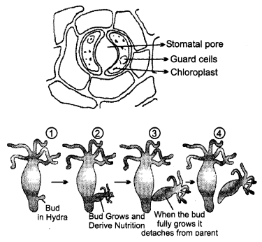 CBSE Previous Year Question Papers Class 10 Science 2019 Delhi Set I Q24