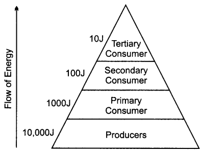CBSE Previous Year Question Papers Class 10 Science 2019 Delhi Set I Q14