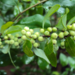 Reverse Rheumatoid Arthritis With Ayurveda