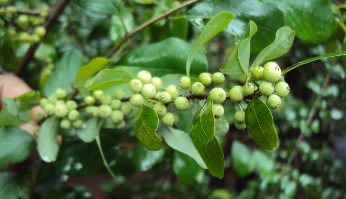 Reverse Rheumatoid Arthritis With Ayurveda