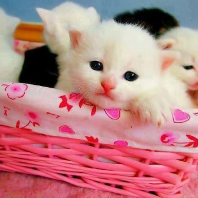 decorative sweet cute cat images for whatsapp dp